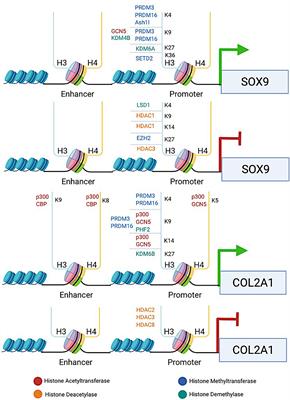 Histone Modifications and Chondrocyte Fate: Regulation and Therapeutic Implications